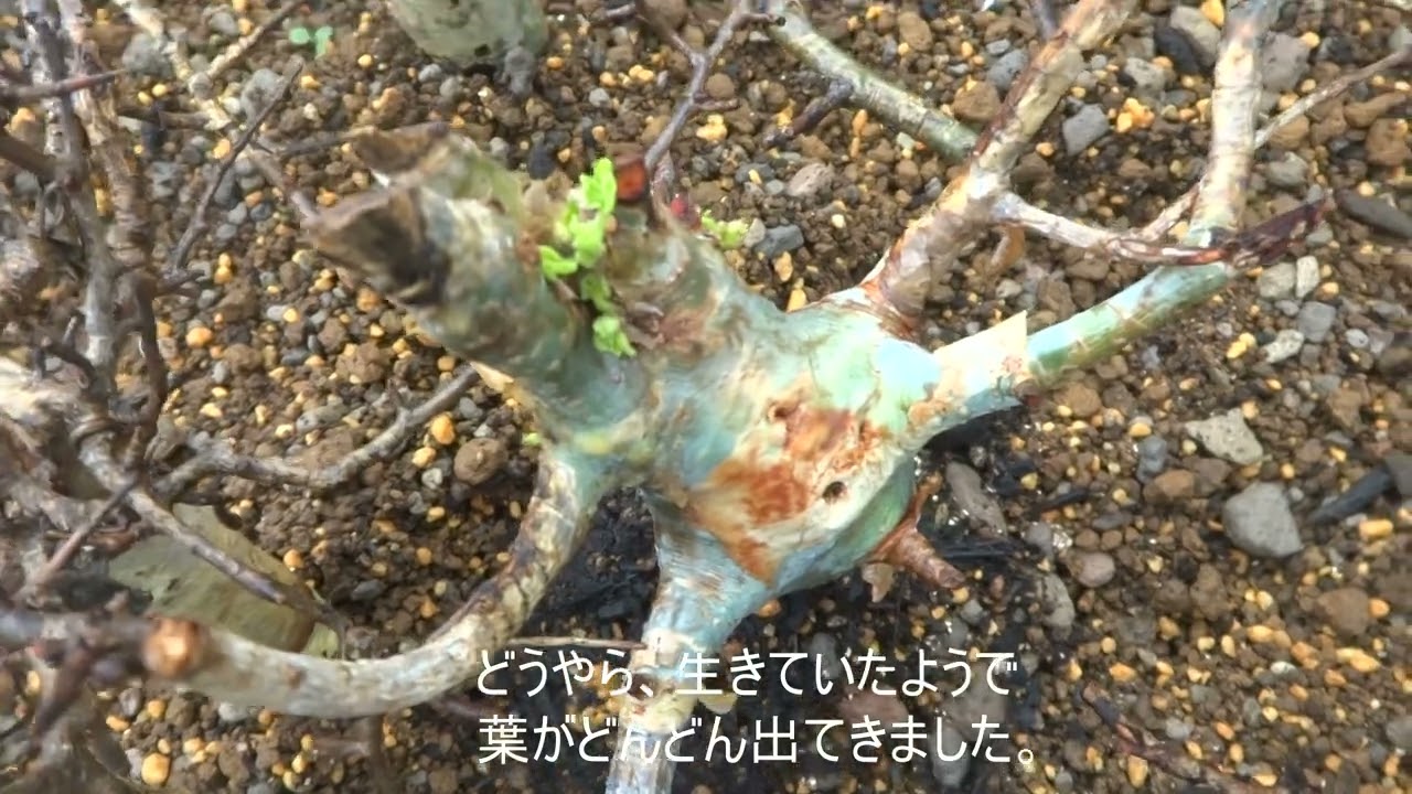 パキプスの発根管理（Operculicarya pachypus）その4