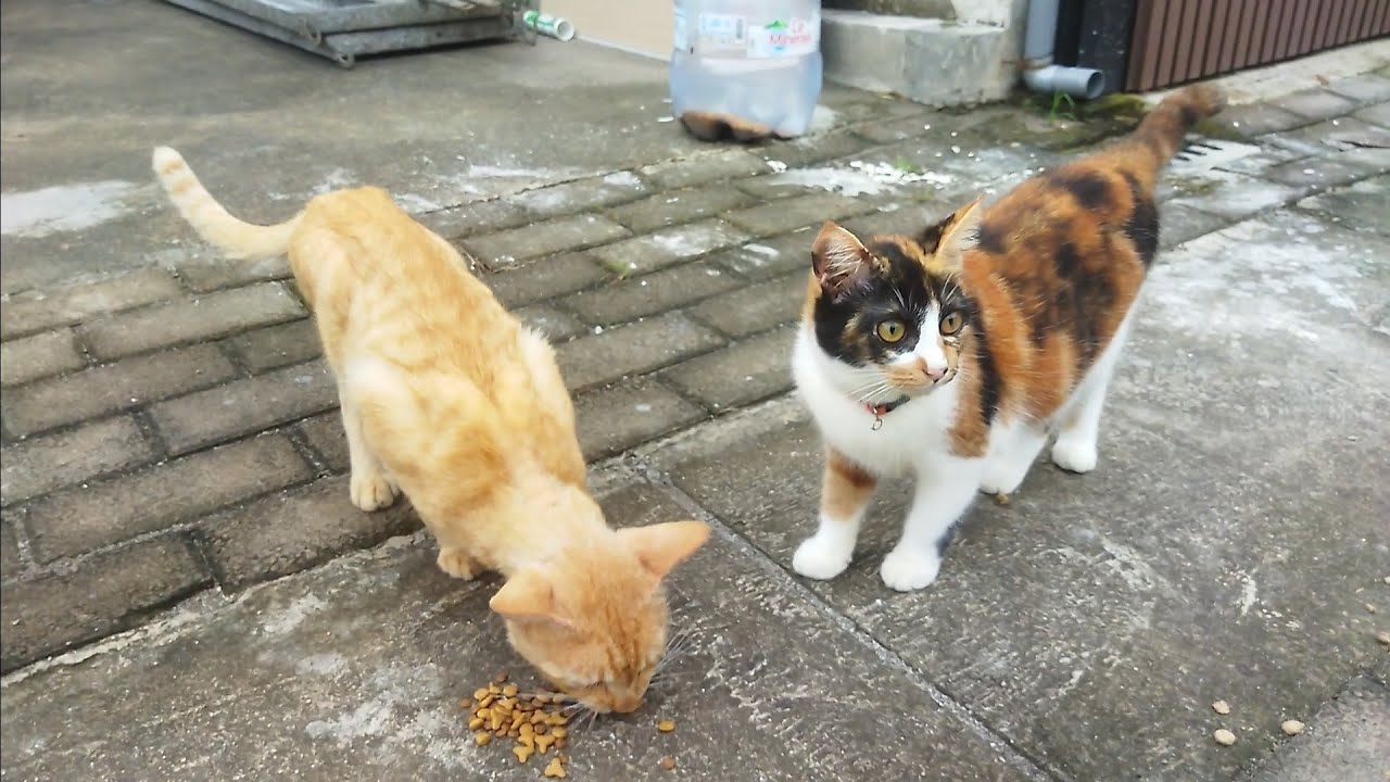 Kucing jenis Calico vs kucing kampung 