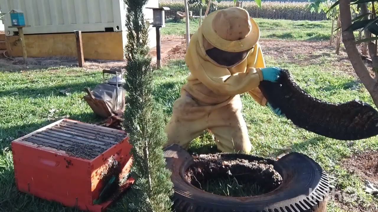 TRANSFERÊNCIA DAS APIS DO PNEU DE CAMINHÃO | CRIANDO ABELHAS!