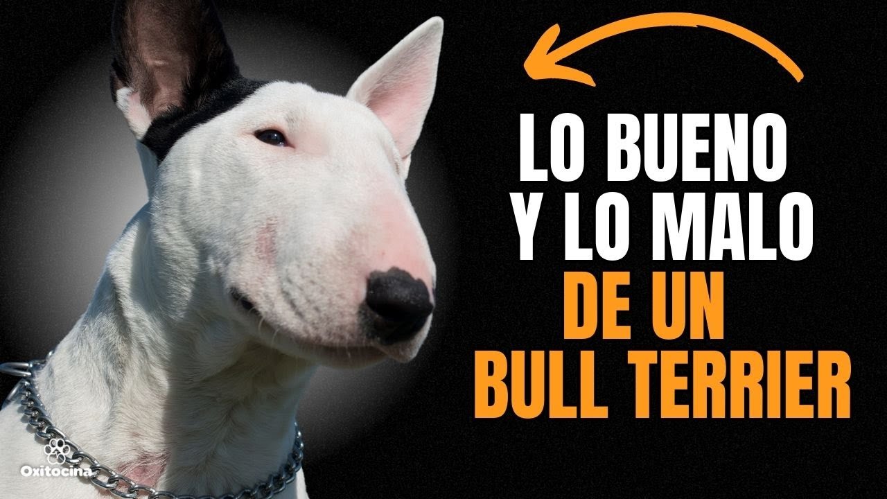 BULL TERRIER:  VENTAJAS Y DESVENTAJAS de tener uno