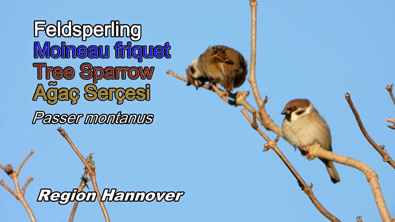 Feldsperling - Moineau  friquet- Tree sparrow - Ağaç Serçesi (Passer montanus)