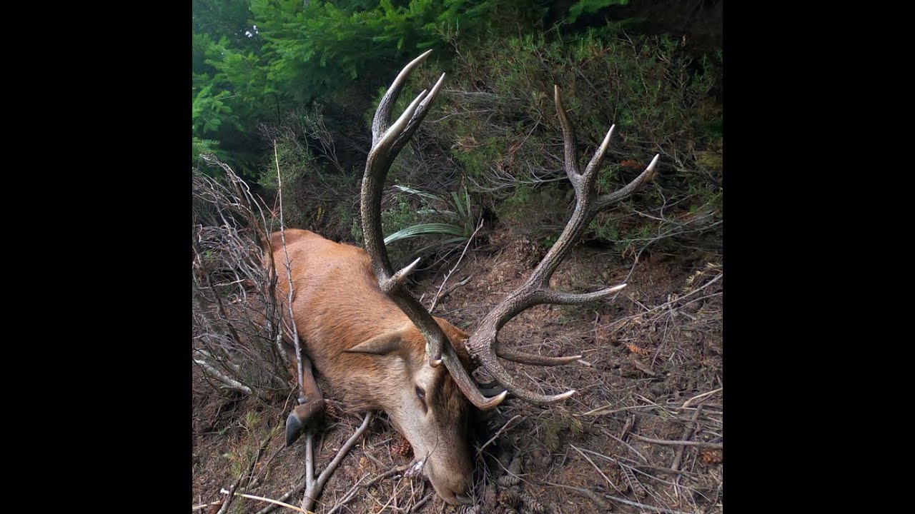 Putting in the Time - Heavy Public Land Stag - Wapiti, Red Deer & Tahr Hunting New Zealand