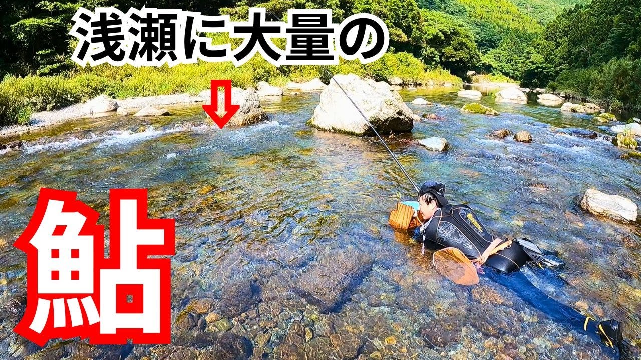 鮎釣り解禁！浅瀬の鮎を引っ掛ける