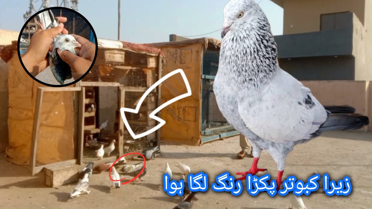 Zeera kabootar pakda rang laga hua || Full chiri mari video 2026