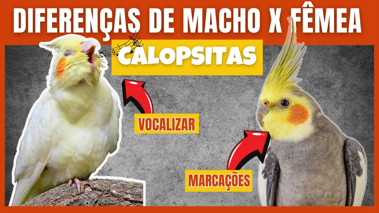 COMO SABER SE A CALOPSITA É MACHO OU FÊMEA? DESCUBRA AQUI! (10 DIFERENÇAS)