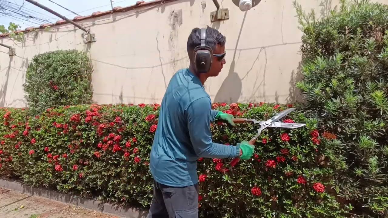 Ninguém faz mais PODA com tesoura?