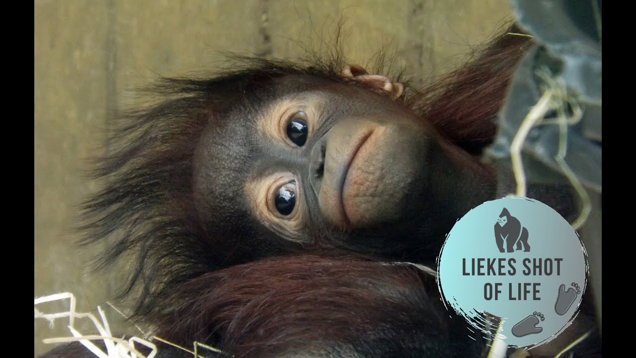 BABY ORANGUTAN SABBAR PLAYING WITH HIS SISTER DAYA
