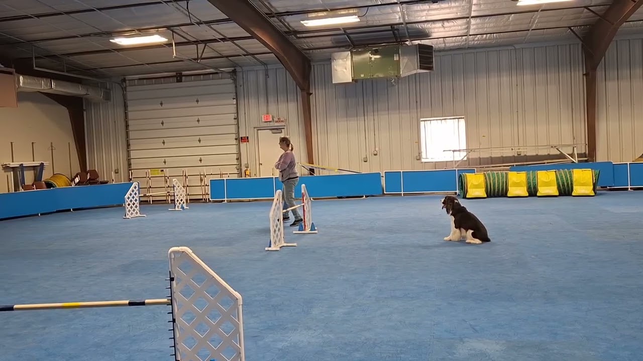 Sport, tug play and heart sequence plus