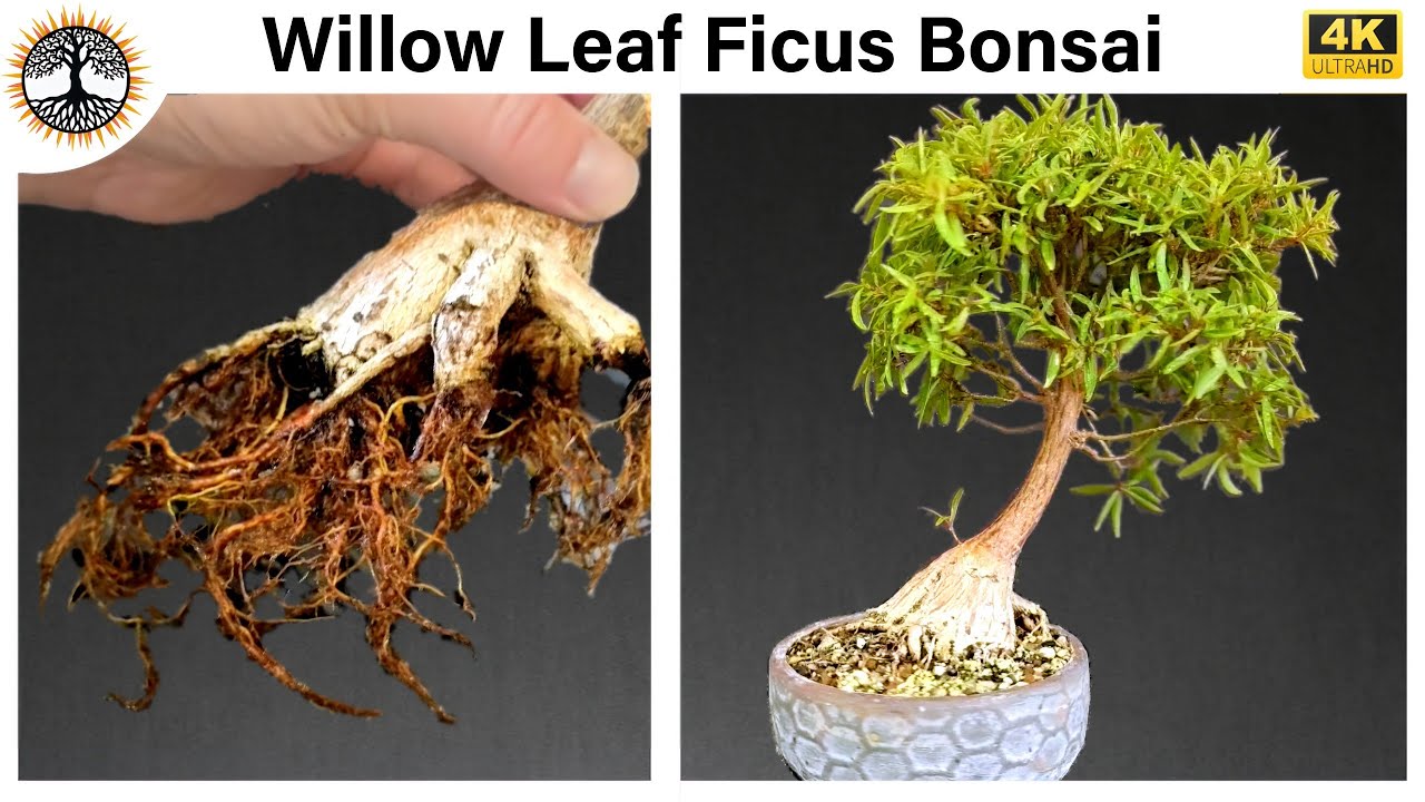 Willow Leaf Ficus Bonsai - Taking Drastic Action