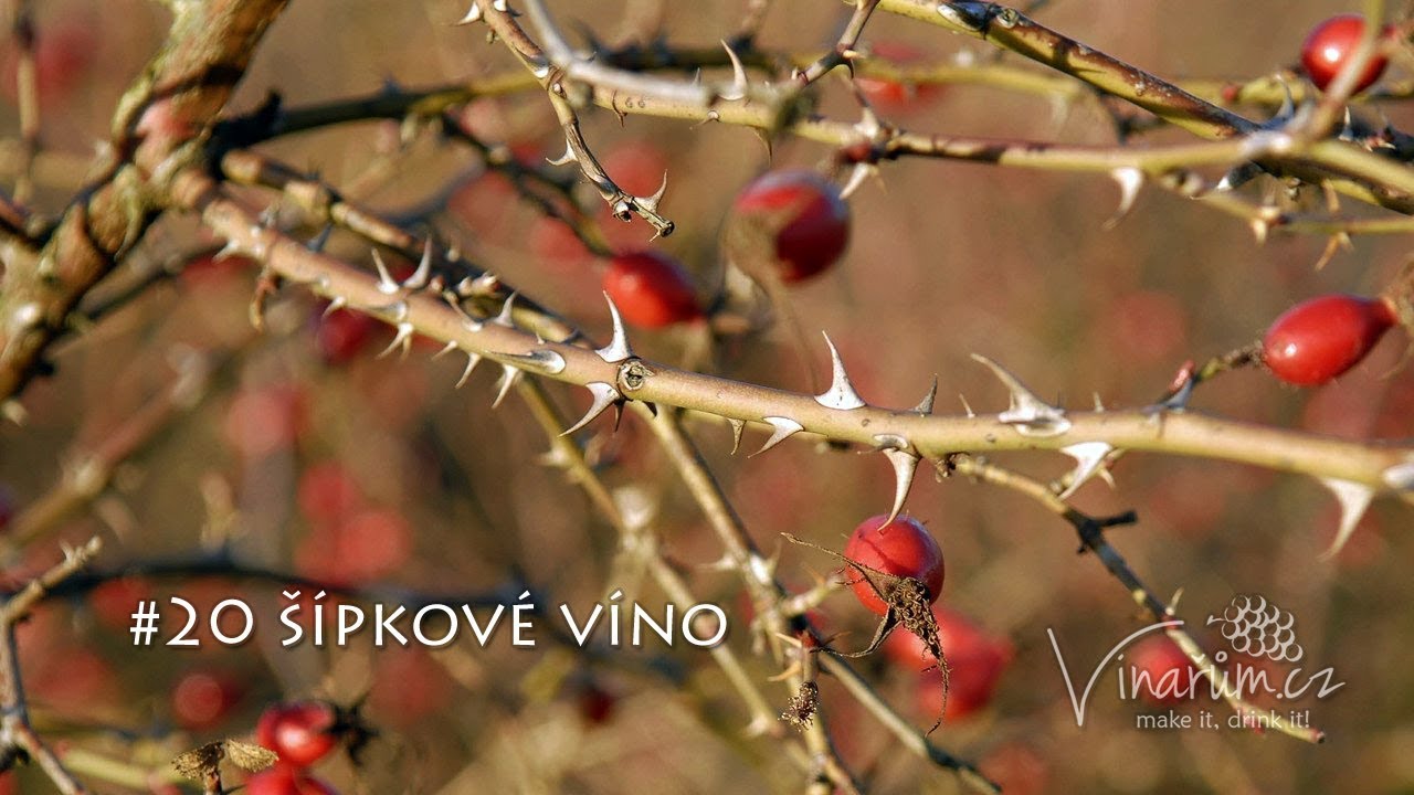 Recept na šípkové víno: Domácí „portské“ z podzimních plodů (1. část)