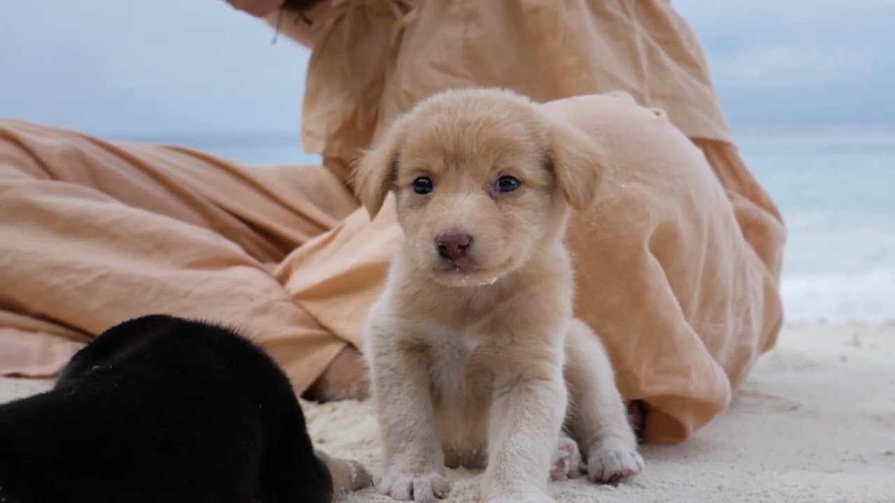A calm melody for a sleeping dog｜Dog Music Quiet Time