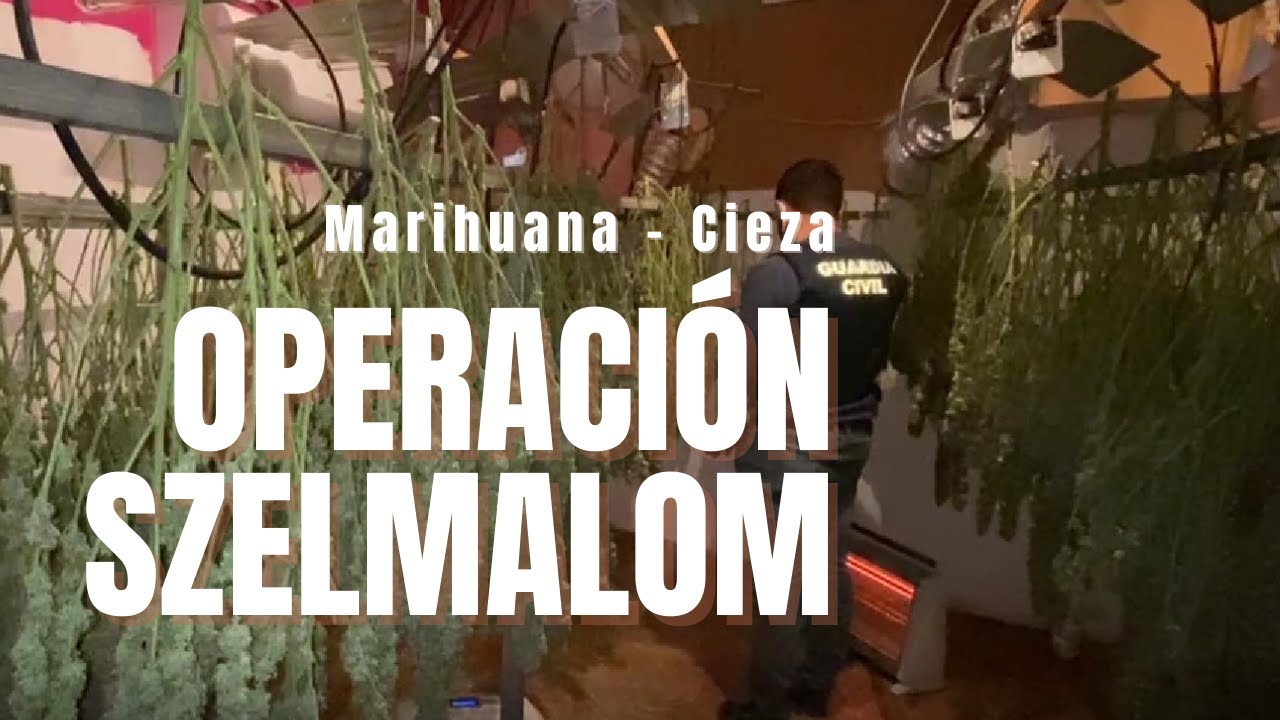 Operación Szelmalom. Desmantelado en Cieza clan familiar de cultivo, elaboración y tráfico de droga