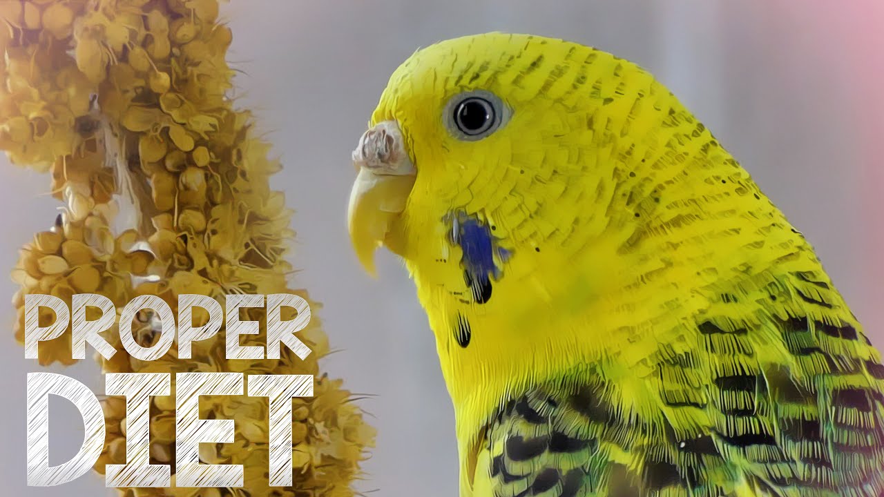 Budgie Food - Budgie diet for proper care