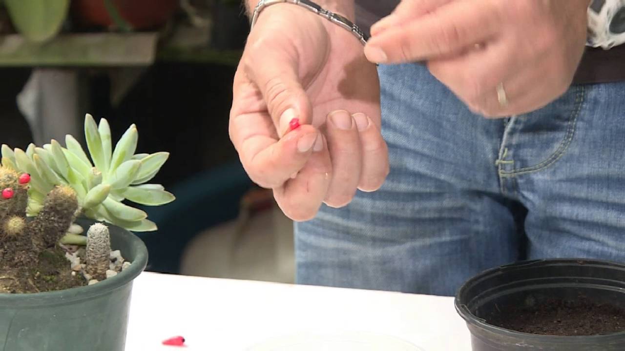 25 - Astuce jardinage : le semis de cactus