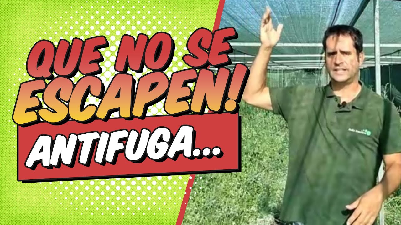 Cómo EVITAR las FUGAS de los CARACOLES en nuestro CRIADERO