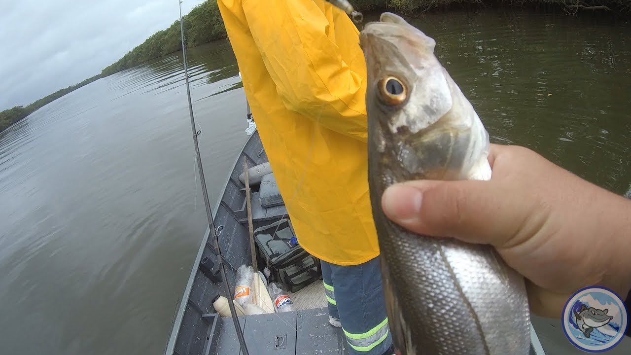 Pescaria de robalo na galhada! Brazilian snook fishing! (Kuying Leadership 642ML 12 lbs)