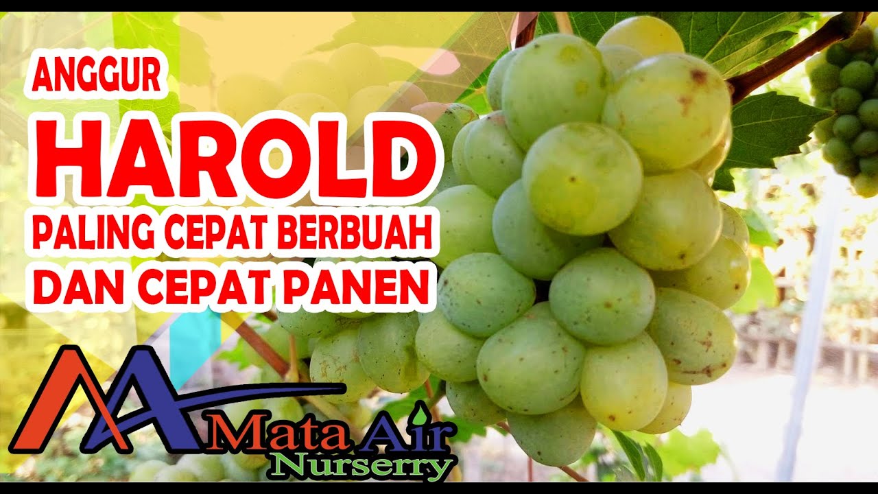 ANGGUR HAROLD ANGGUR IMPORT CEPAT BERBUAH DAN CEPAT PANEN