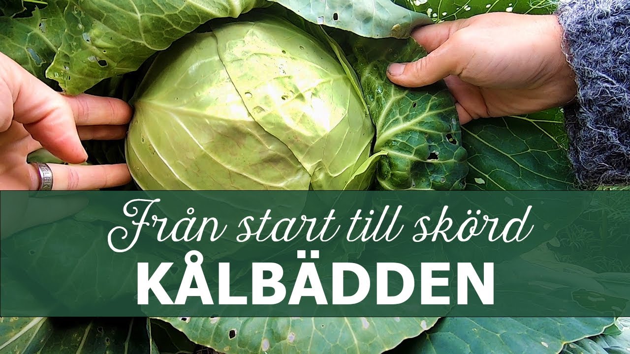 Kålbädden - Från start till skörd