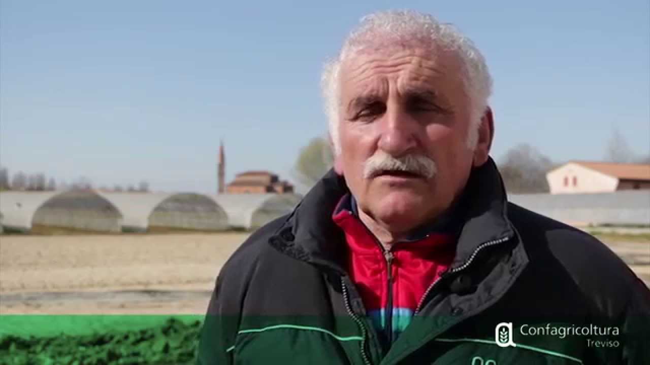 Agricoltura di Marca - IL RADICCHIO ROSSO DI TREVISO IGP