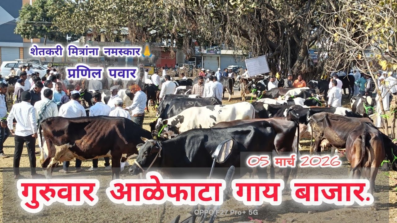 गुरुवार आळेफाटा गाय बाजार..05 मार्च 2026  2026.. Aalefhata gai bazar.. aalefhata..