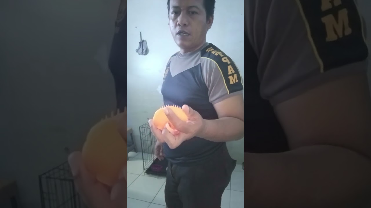 Ngasih minyak ikan. Menambah nafsu mkn #musangindonesia #musangbulan #animals 
