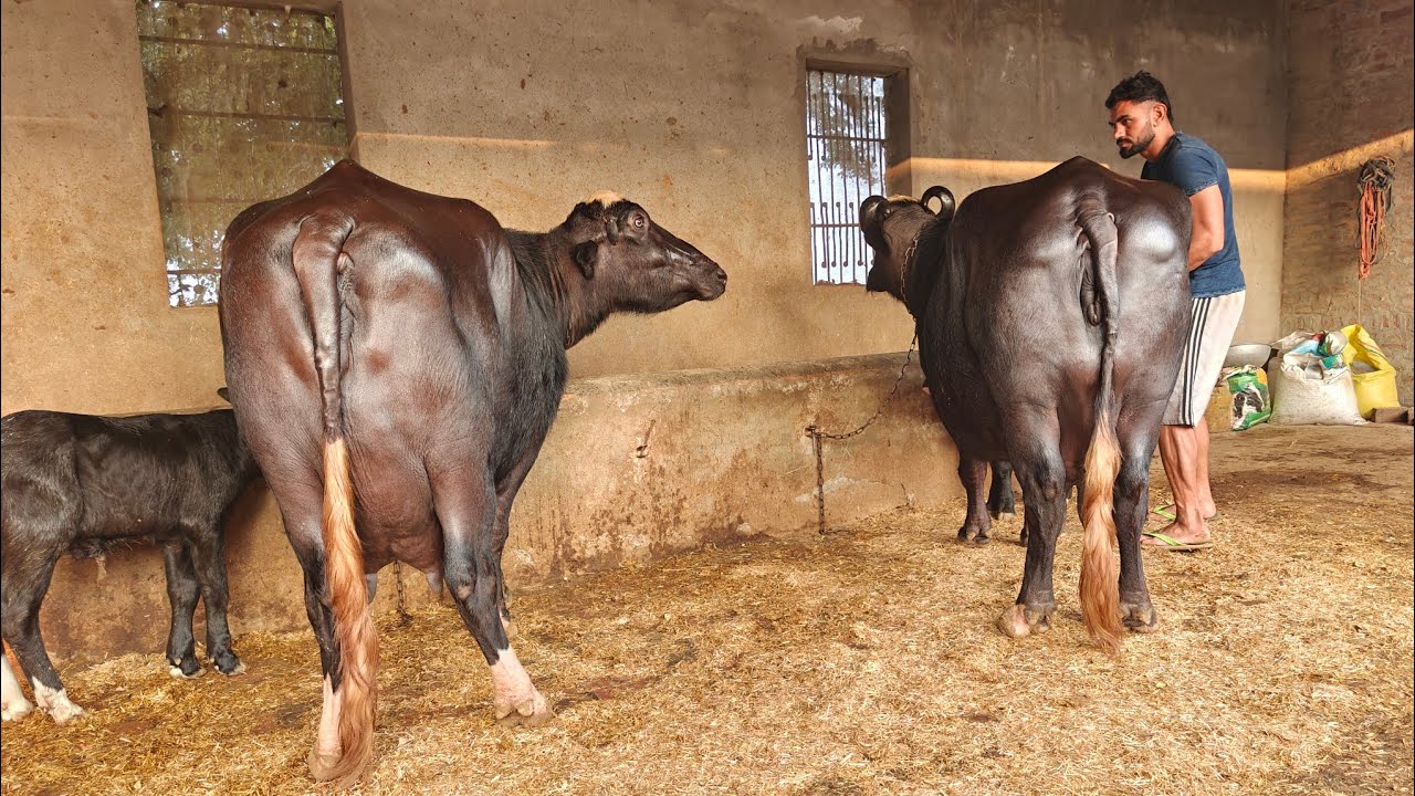 2 ਮੱਝਾਂ ਵਿਕਾਊ, 2 Buffaloes for Sale