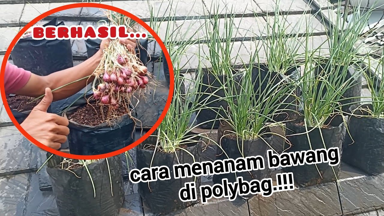 cara menanam bawang dari awal sampe panen.#bawang #garden