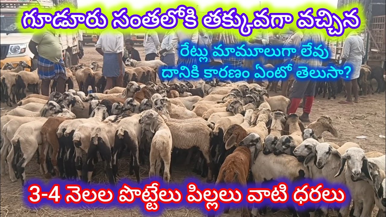 గూడూరు సంతలో  3-4 నెలల పొట్టేలు పిల్లలు వాటి ధరలు#gudur sheep goats market 2-1-2026