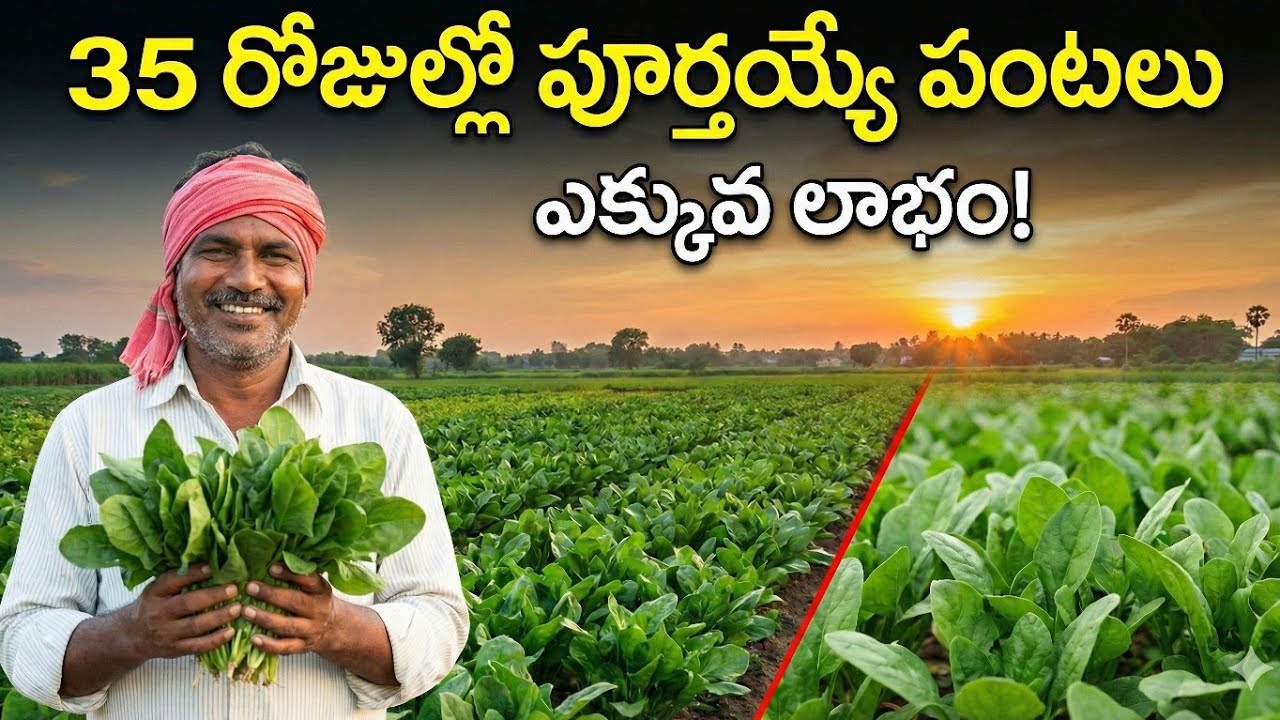 35 రోజుల్లో పూర్తయ్యే పంటలు | వేసవిలో నిజంగా పని చేసే క్యాచ్ క్రాప్స్