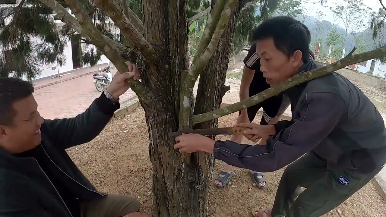 [Xứ Trà TV] - Hành trình tìm hiểu cây gỗ quý bậc nhất Việt Nam ( Cây Hoàng Đàn Tuyết Lạng Sơn ).