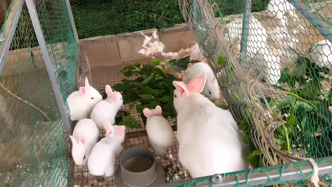 LÀM GIÀU TỪ NGHỀ NUÔI THỎ MỖI VỤ THU TIỀN TỈ