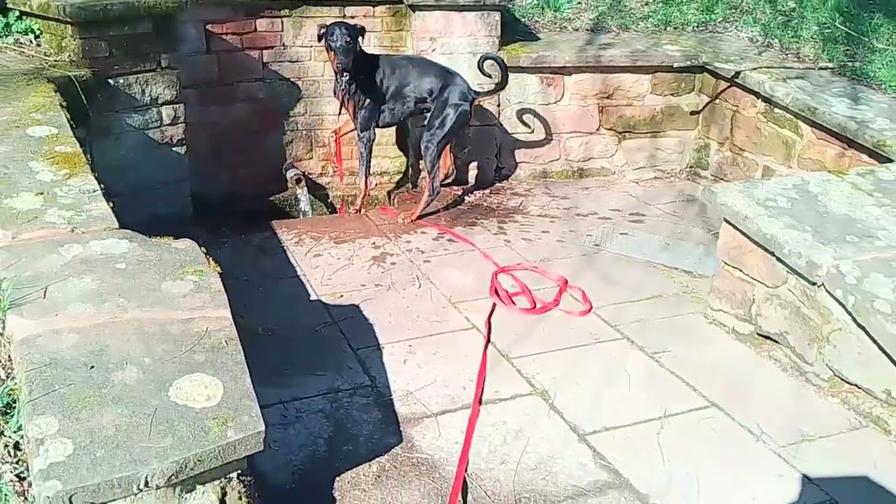 Doberman Butch - Water catching to perfection 😁