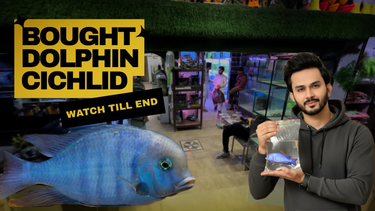 Dolphin Cichlid Fish Unboxing | Rare Dolphin Cichlid in Pakistan - Imran’s World
