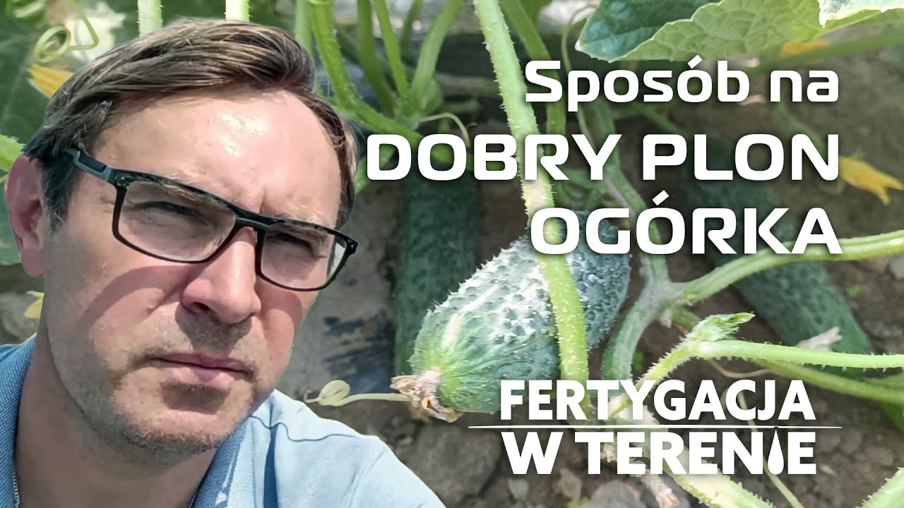 Będzie dobry plon - rozwiązania fertygacyjne i dolistne w ogórku gruntowym