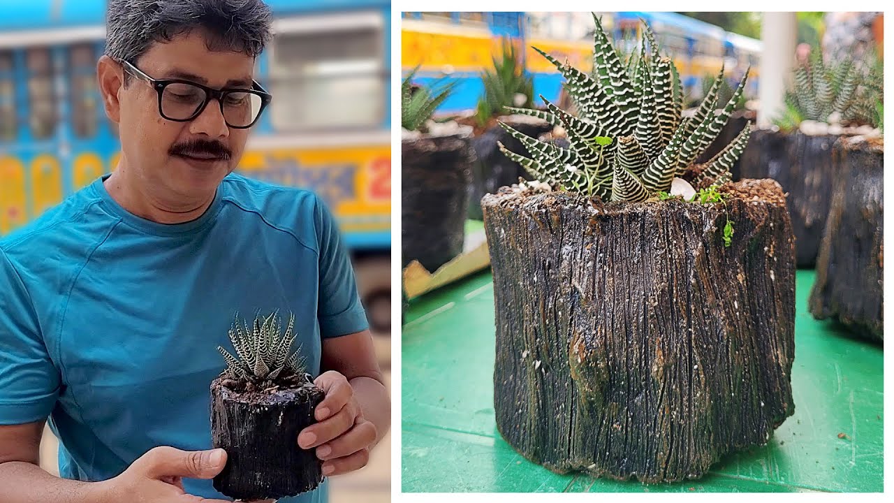 Best Indoor Plant For Gifting Haworthia 🌵 Best Succulent For Beginners Zebra Haworthia