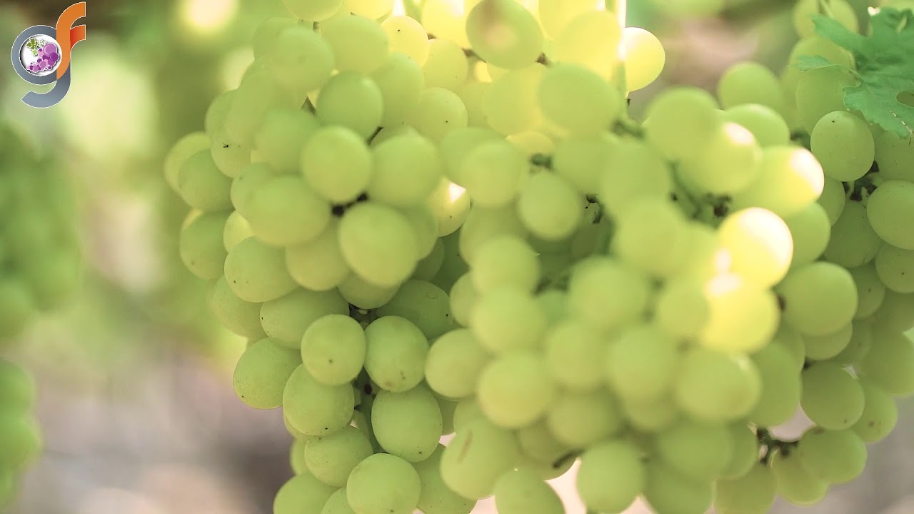 Sudhakar seedless by vikram more