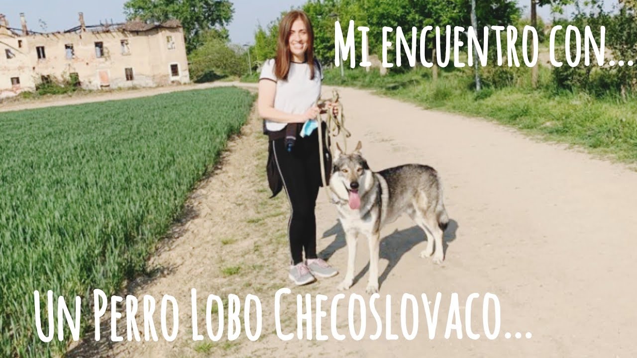 Mi encuentro con mi nuevo amigo - Bach, Un Perro Lobo Checoslovaco...