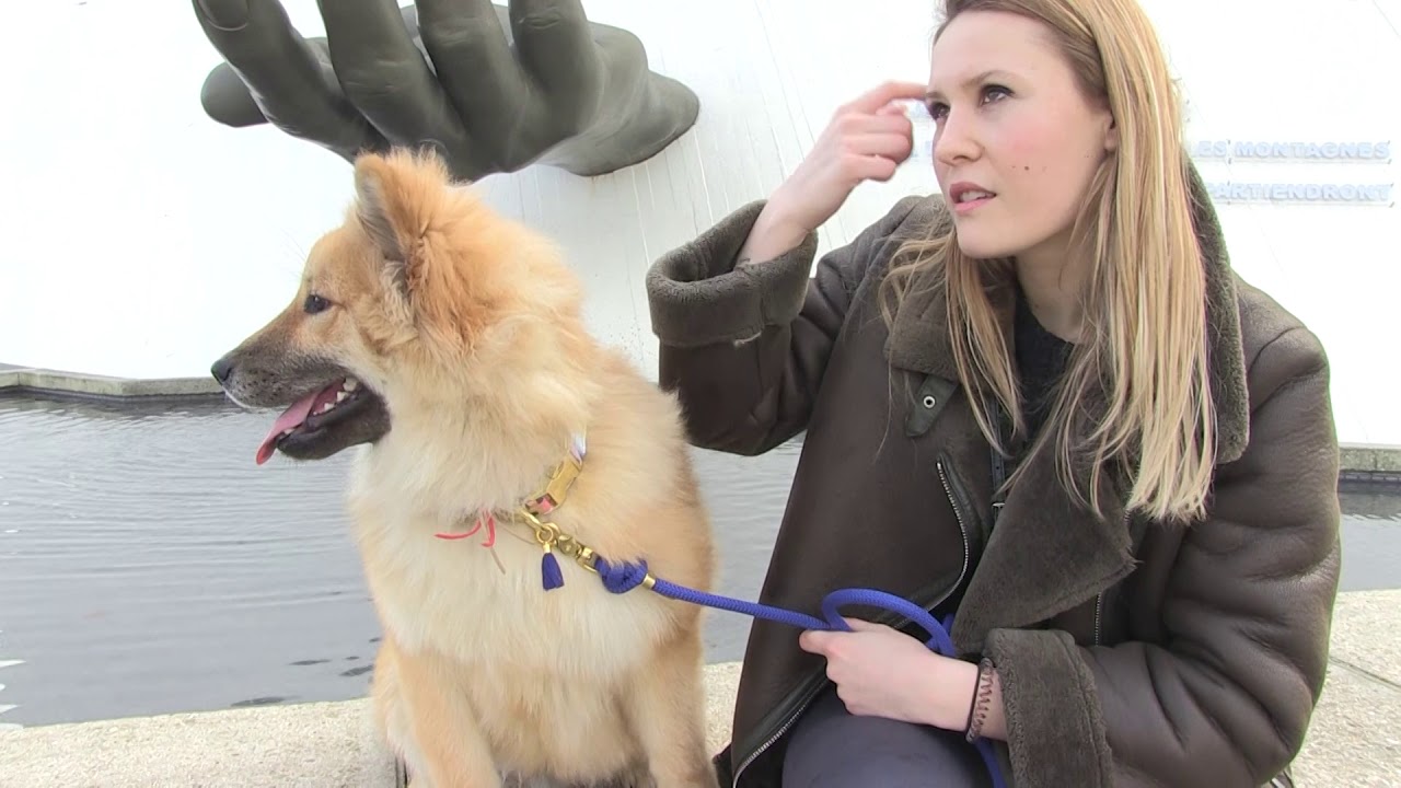 Z'animo Normandie et l'eurasier