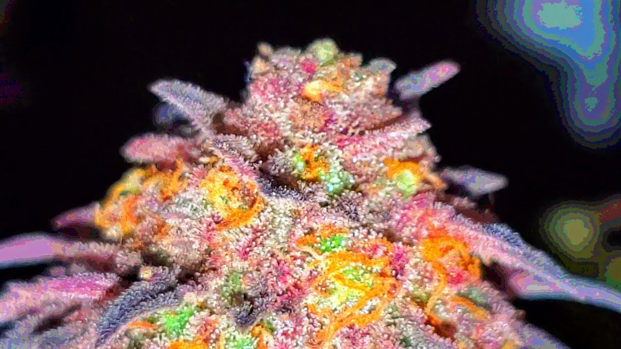 Dab174 flash Flowers