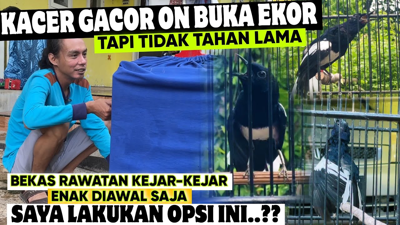 KACER GACOR ON BUKA EKOR TAPI TIDAK TAHAN LAMA ‼️ BEGINI CARA DARI DASARNYA ⁉️