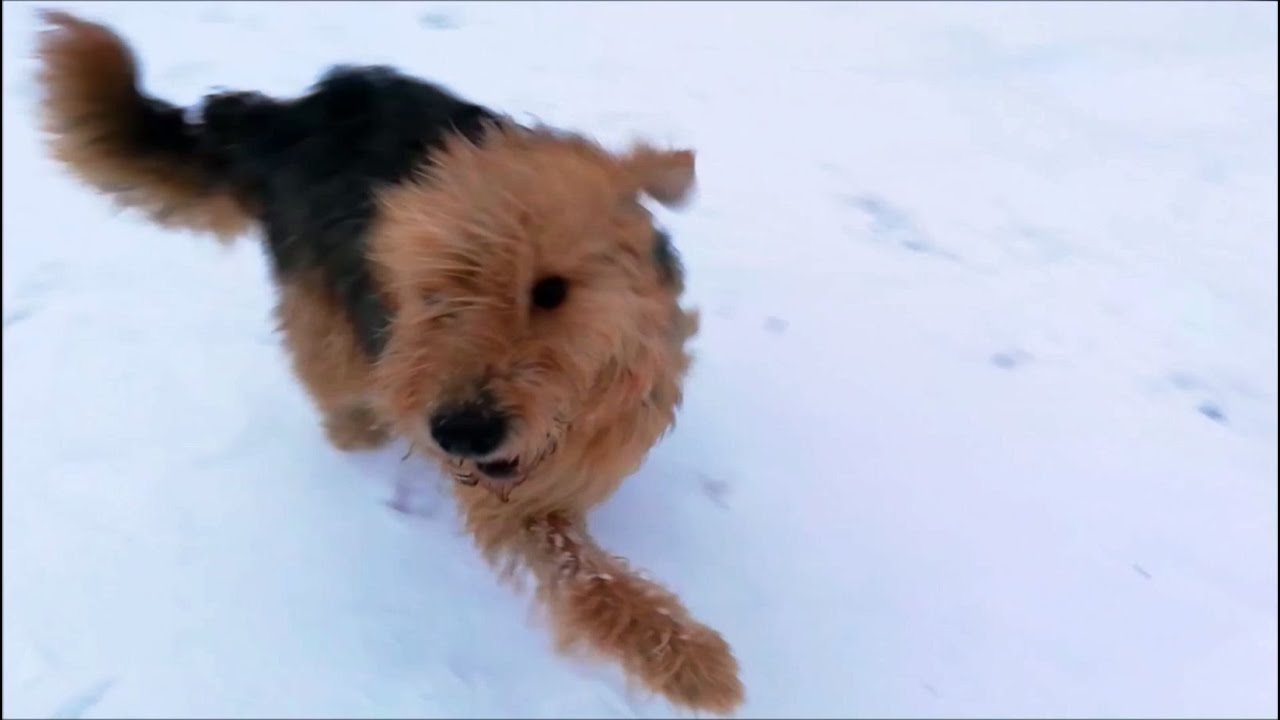 Boris - Winterfreuden eines Barak