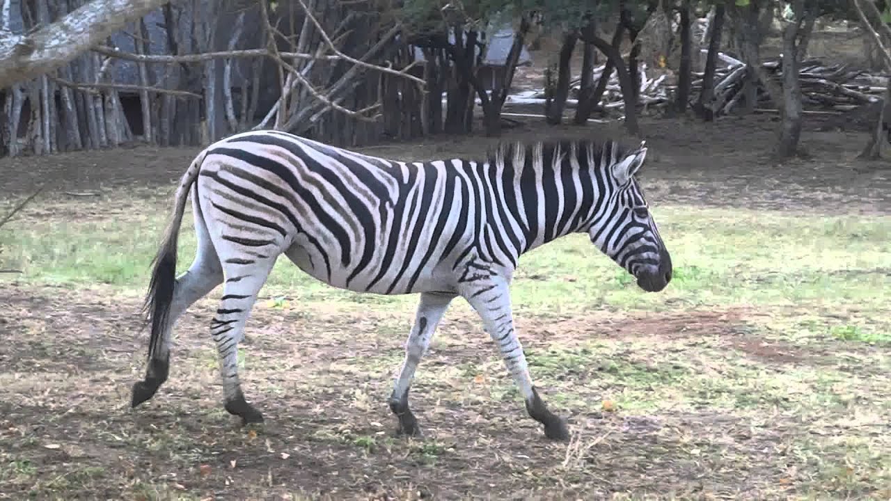 Zebra walking