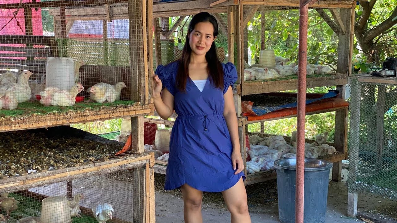 Maganda ang KITA ngayon sa broiler// Price UPDATE sa broiler/ 45 days