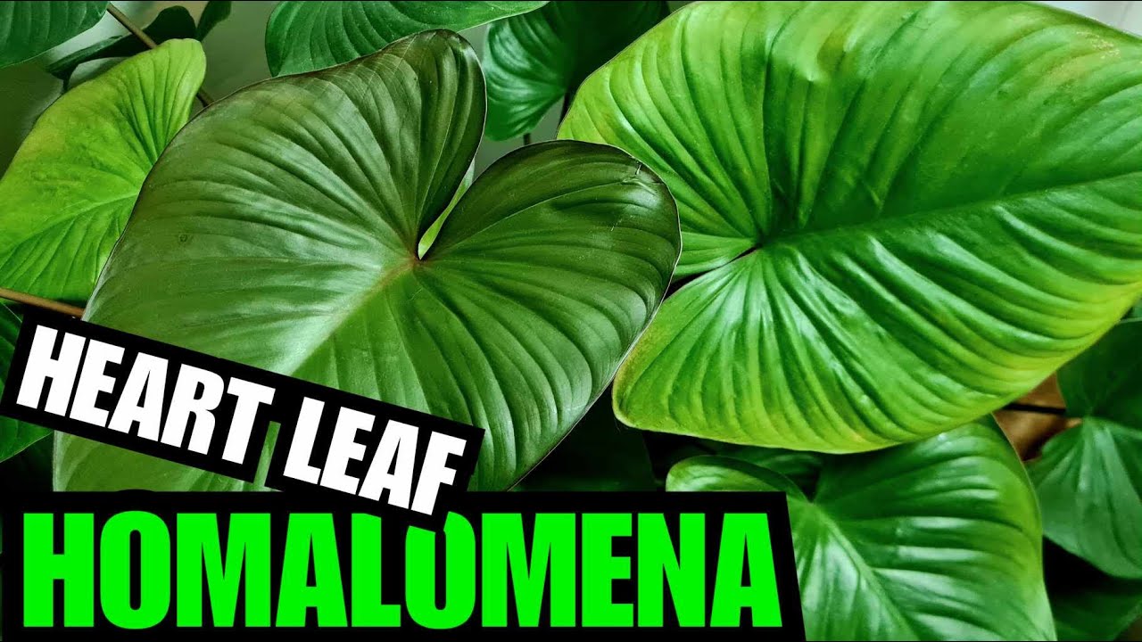 All You Need To Know About The Homalomena Rubescens