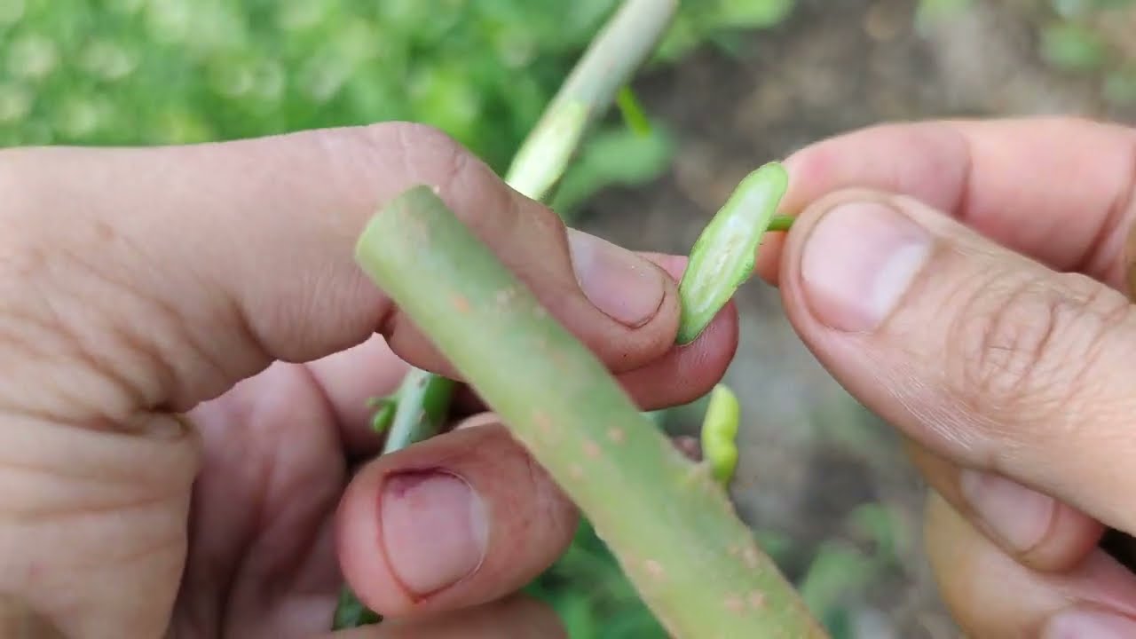 Прививка Дерева Плакучая Шелковица / bud grafting