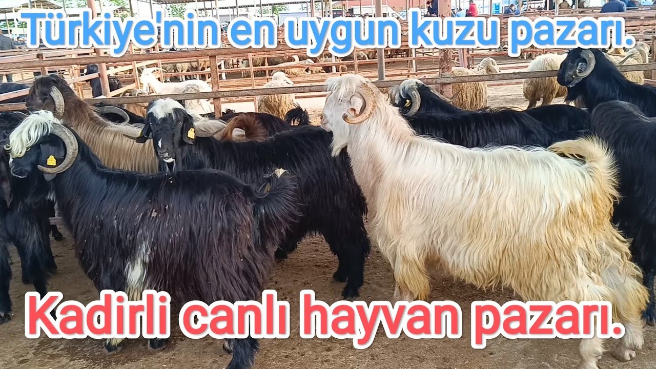 18.Nisan.2024 Kadirli canlı hayvan pazarı.. Bu pazarda kuzu ucuz..