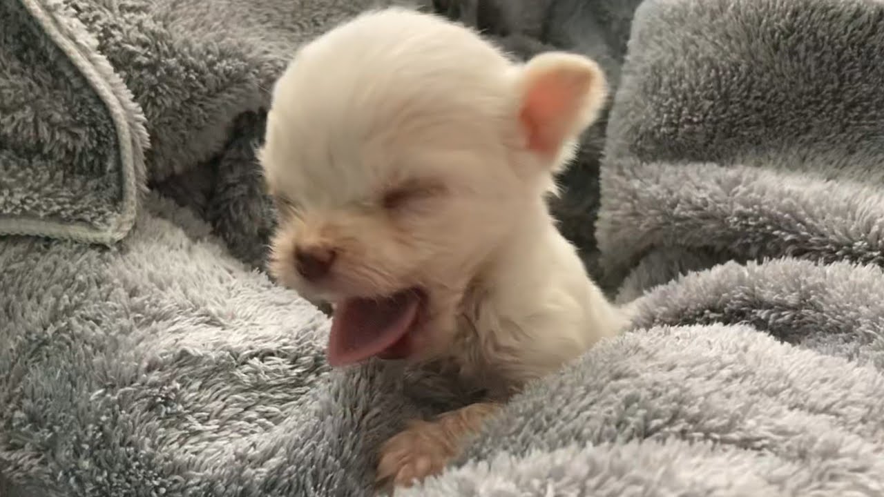 1개월 새끼강아지가 1살이 되기까지 /아기강아지 1년 성장기 /사지말고 입양하세요. /유기견보호소