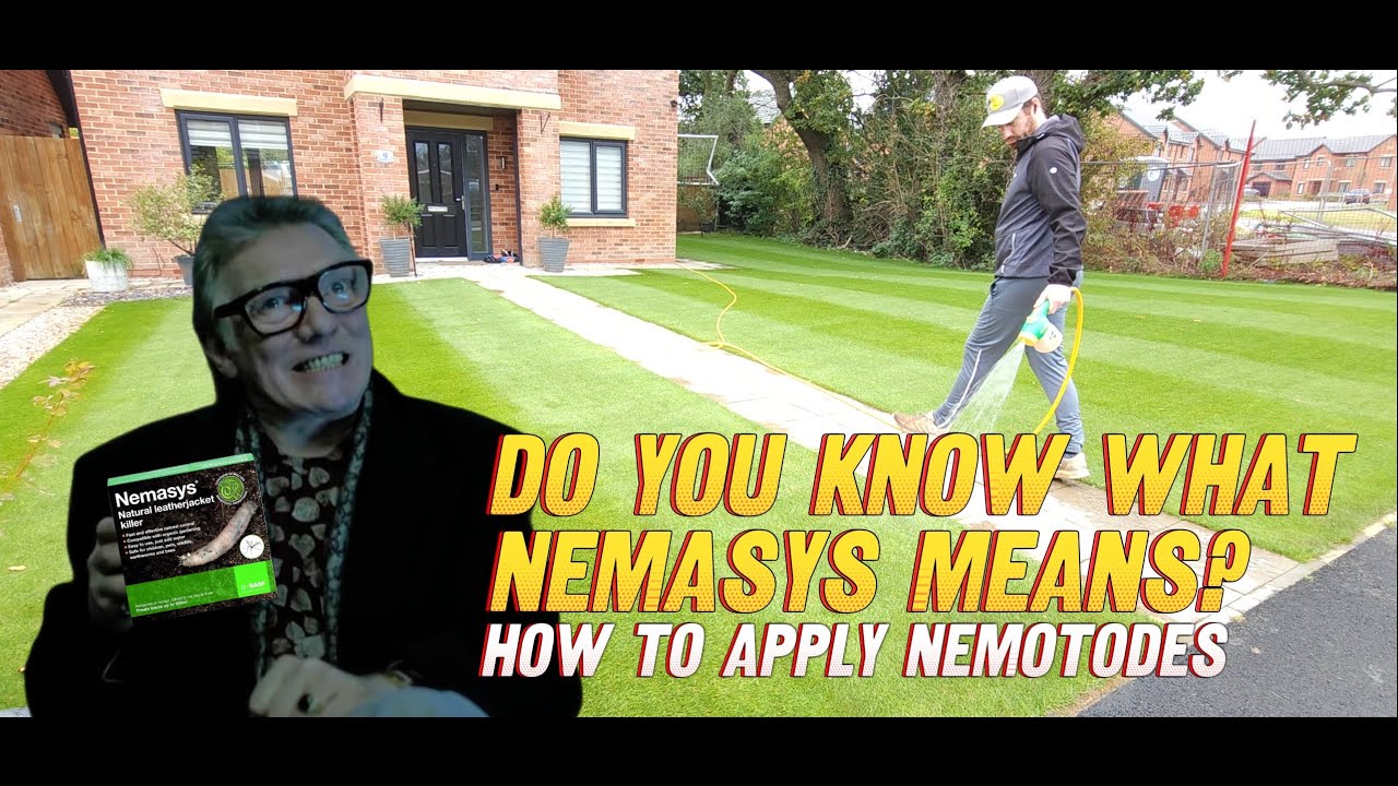 How to Apply Nemotodes to Your Lawn // Nemotodes for Leather Jackets // Natural Nemasys Nemotodes