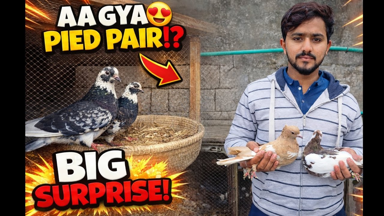 AA GYA😍 PIED PAIR!? BIG SURPRISE! MY NEW RACER TO FAST 🥚 OR FANSI PIGEON 🕊️