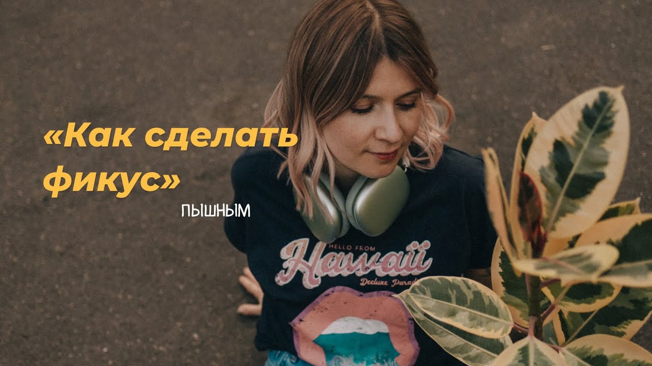 Как сделать фикус пышным